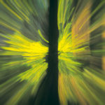 Zoom_Vancouver redwood forest_02-fx