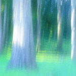 Presidio forest multi16_fx