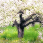 Trees_Apple tree Orton05 Valberg copy