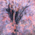 Trees_Maple Tree double exposure2 Valberg copy