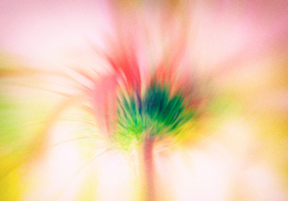 Single-Flower_1of2ortonSHARP_fx_v4-WEB